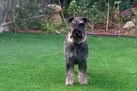 Perro perdido, hembra, Calle Don Juan Tenorio, 13, Bormujos, Sevilla — collar azul de cebra - photo