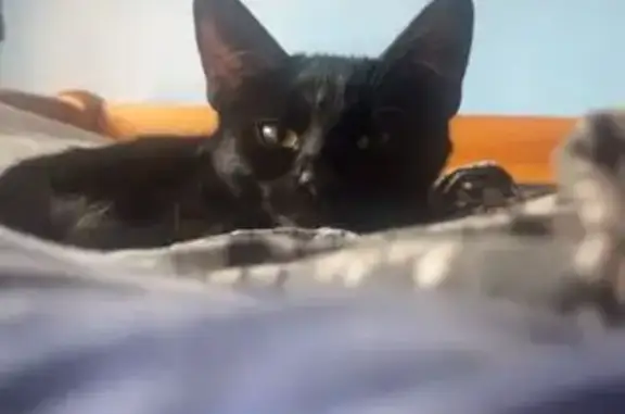 Lost female cat, Heathway, England, London — yellow eyes - photo