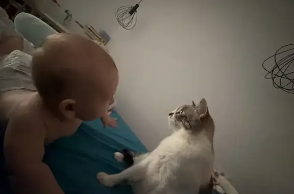 Gato perdido, Avenida José Miguel Galván Bello, Canarias, Arona — nariz con forma de corazón - photo