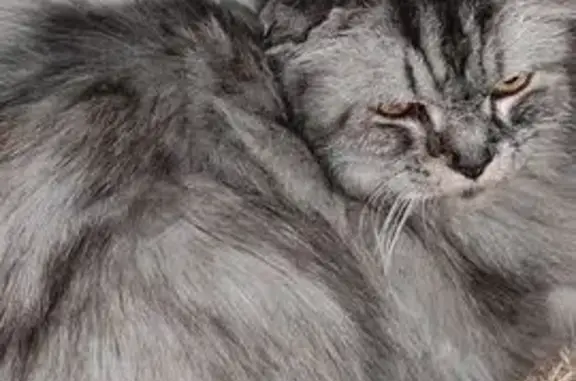 Gato encontrado Cordoba, foto: Gato encontrado, macho, Calle Ingeniero Juan A. Vigueras González, 2A, Cordoba — gris marengo y pelo largo