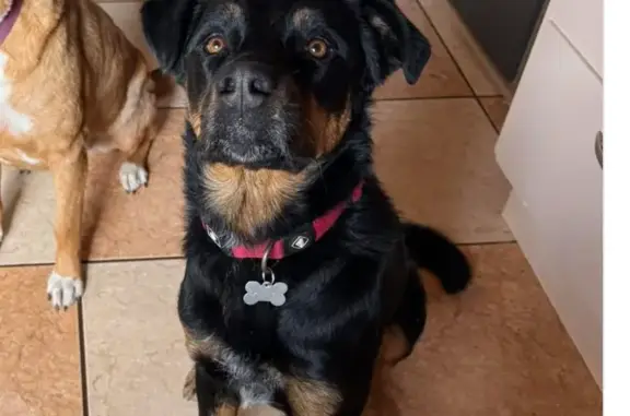 Perro perdido, Calle Principal, 22, Los Paganes, Mazarron — cruce de mastín español y Rottweiler - photo