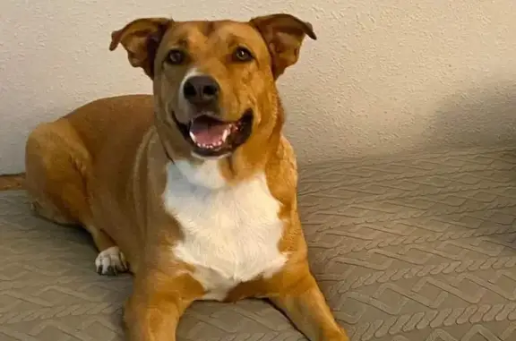 Perro perdido, Calle Isla de Sumatra, 13, Los Paganes, Mazarron — hembra de 7 años con collar lila - photo