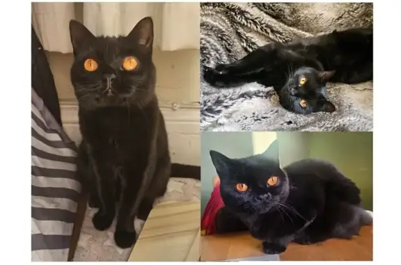 Lost cat, Ashley Terrace, England, London – female British Shorthair with bright orange eyes - photo