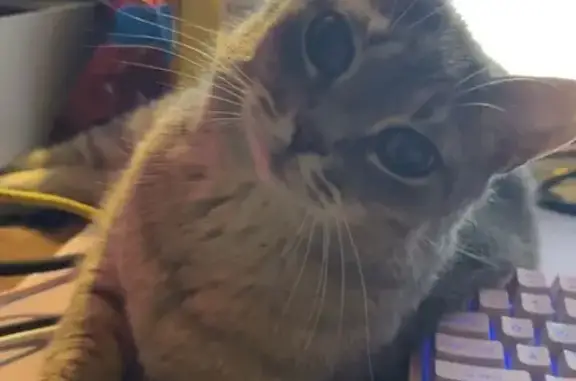 Lost cat, Blue Ridge Drive, 680, Harrisonburg — female with a freckle in her left eye - photo