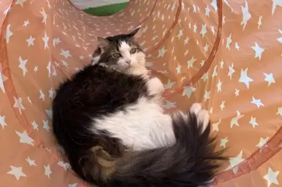 Gato perdido, hembra, Camino E...