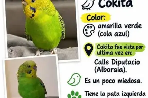 Perdida ave hembra, Carrer Dip...