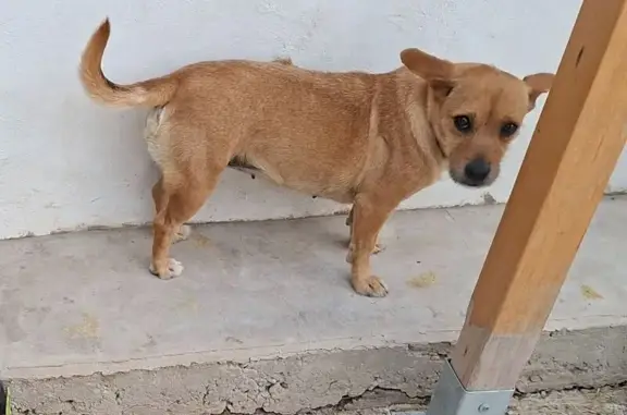 Perros perdidos, Oliver-Valdefierro, foto: Perro perdido, hembra, Urbanización Torreblanca Garrapinillos, 159, Zaragoza, Oliver-Valdefierro — collar verde y bulto de grasa