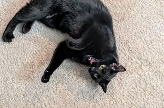 Lost male cat, Raintree Lane, 194, Painesville, Arlington — black coat - photo