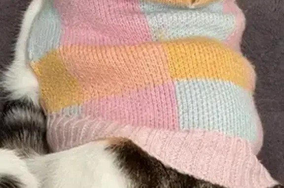 Lost cat, East Parkway, 26, Port Adelaide Enfield, Para Hills — shy white and calico female - photo