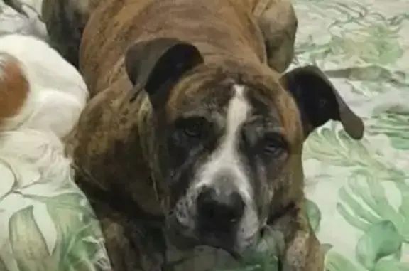 Lost dog, female, Spurr Street, 14, Capel — white chest and face stripe - photo