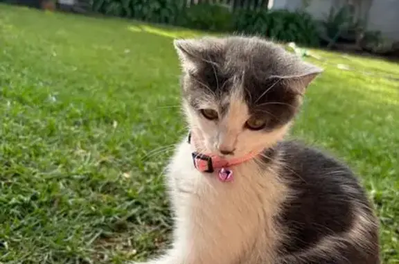 Lost cat, Welkom, Free State,...