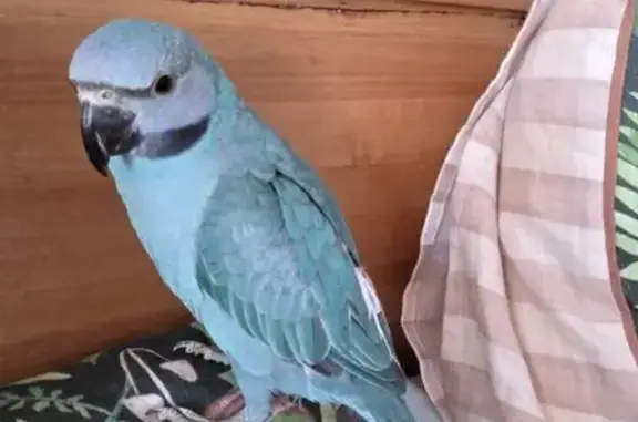Lost bird, Lilac Street, 28, Logan, Waterford — male, friendly and hand-tame - photo