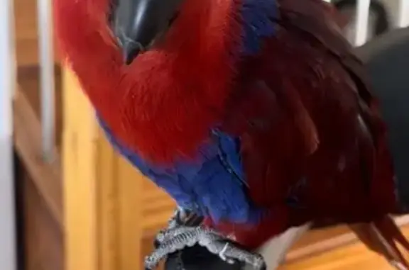 Lost and found pets Australia, photo: Lost bird, Cornock Avenue, Wollongong, Sydney — female Eclectus parrot