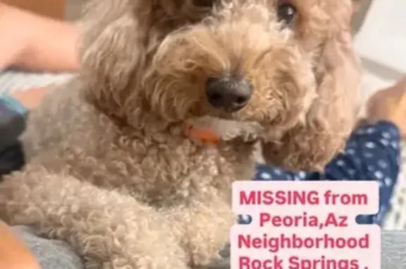 Missing dog Male, Peoria (usl546352) - photo