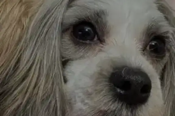 Lost dog, 116th Road, 193-01, Manhattan — small female dog - photo