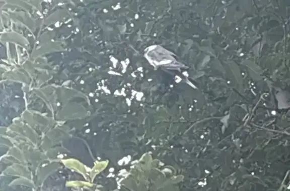 Lost Bird, South Oakhurst Drive, 92, Aurora — male, grey and white - photo