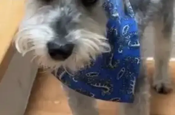 Perro perdido macho, Calle Técnicos y Manuales, Ciudad de México, Iztapalapa — cruza de Schnauzer gris y muy flaco - photo