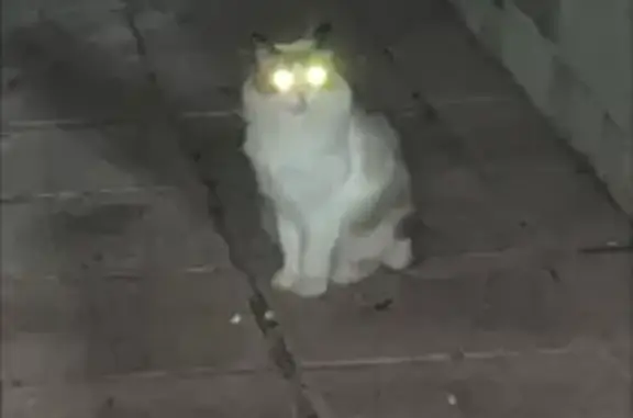 Gato encontrado Albacete, foto: Gato encontrado, Calle Arcángel San Gabriel, 25, Albacete — parece un Ragdoll de ojos muy azules