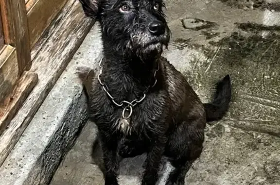Encontrado cachorro, Avenida Ângelo Perino, 821 — fêmea, assustada e bem cuidada - photo