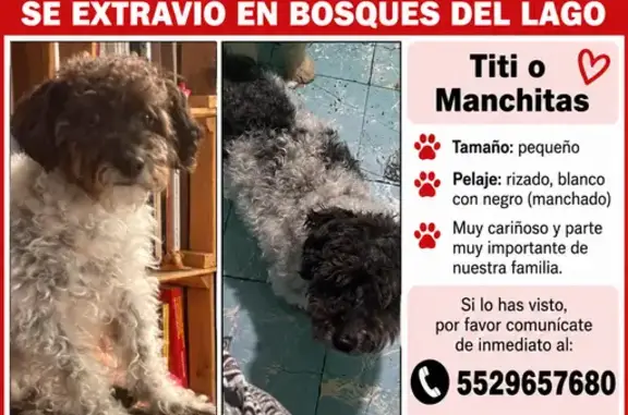 Perro perdido, Bosques de Bohemia, Cuautitlán Izcalli, Nicolas Romero — se asustó por los truenos - photo
