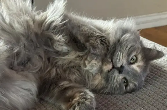 Lost and found pets Idaho Falls, photo: Lost cat, female, South Emerson Avenue, 2180, Idaho Falls — sea-green collar with bell