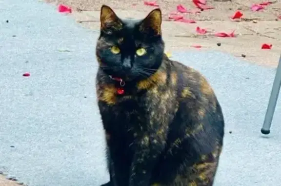 Lost cat, Noble Street, 157, Greater Dandenong, Dandenong — female with a black coat and orange spots - photo