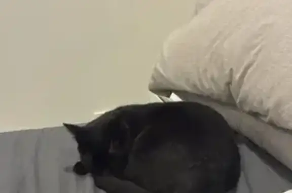 Missing cat Strathfield, photo: Lost cat, William Street, 152, Canterbury-Bankstown Council, Strathfield — male black domestic shorthair