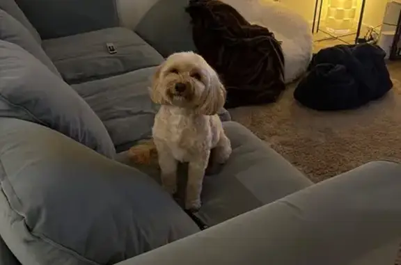 Lost pets Melbourne, photo: Lost dog, Riversdale Road, 475, Boroondara, Melbourne — male cavoodle Rufus
