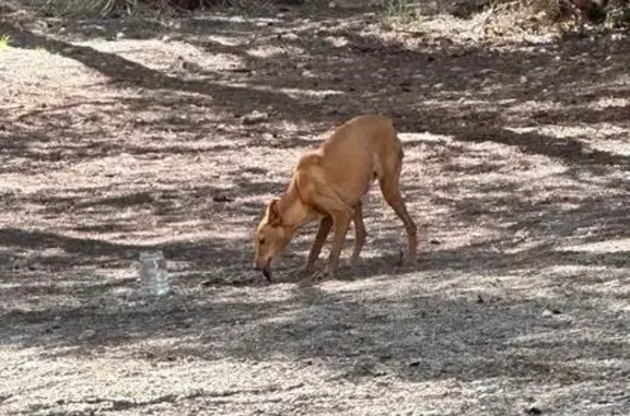 Perro encontrado Vilanova i la Geltru, foto: Perro encontrado, Camí de la Masia D'en Cabanyes, Vilanova i la Geltrú — hembra desnutrida