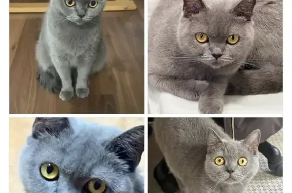 Gato perdido, Avenida de la Ce...