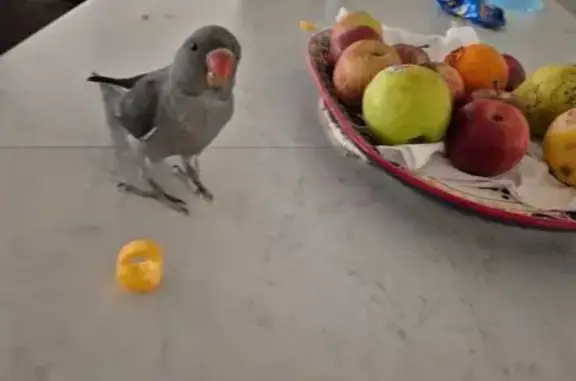 Lost bird, Culburra Street, 8, Liverpool City Council, Liverpool — Indian ringneck parrot that says “Hello” - photo