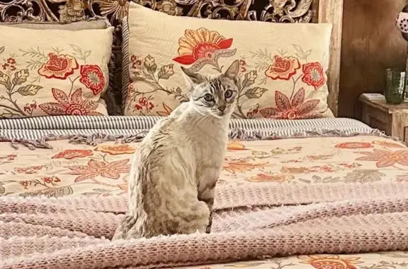 Lost female cat, Mirabilis Avenue, Western Australia, Yanchep — Snow Lynx Bengal with bright blue eyes - photo