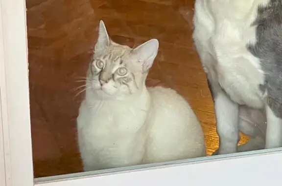 Gato perdido, macho, Passeig de Sant Joan, 27, Barcelona, Madrid — ojos azules - photo