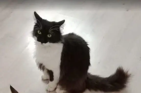 Lost cat, 7th Avenue, 66, Johannesburg — fluffy male with green eyes - photo