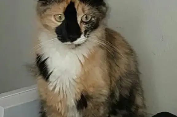 Lost female cat, Kilowen Road, 38, Johannesburg South, Riverlea — distinctive black mark on her face - photo