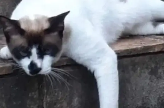 Gato perdido, Rua José Isidoro...