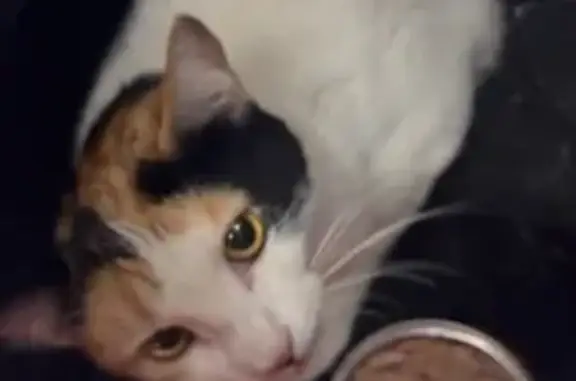 Lost cat, Hilltop Drive, 2620, Redding, Redding — female, small calico - photo