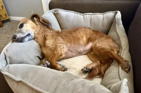 Lost dog, Grant Avenue, 1713, Colorado Springs — deaf female dachshund mix - photo