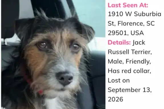 Lost and found pets Florence, photo: Lost male dog, West Suburbia Street, 1966, Suburbia, Florence — friendly, red collar