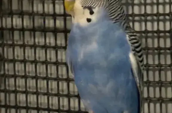 He’s blue with a white head and black back he’s a budgie and doesn’t sound like the birds around here he’s a sweet boy if I could get around him he would come to me