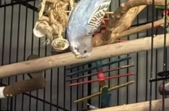 Lost and found pets Owensboro, photo: Lost bird, Old Hartford Road, Kentucky, Owensboro — blue budgie with a black back and white head