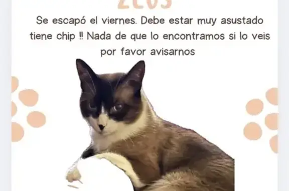 Gato perdido, Calle el Orcón,...