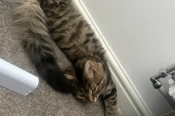Lost female cat, George Street, Farnworth, Manchester — fluffy stripy tabby - photo