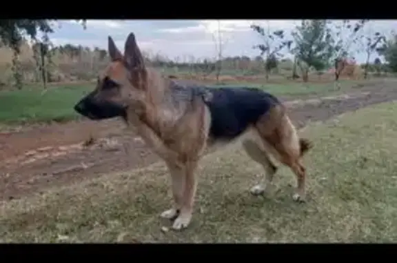 Lost dog, male, Bloemfontein,...