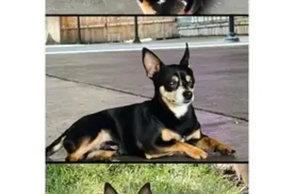 Lost and found pets Sacramento, photo: Lost dog, F Street, Sacramento — male with a white facial patch