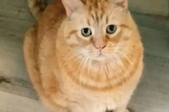 Lost and found pets St. George, photo: Lost cat, Balboa Way, 2150, St. George — male, newly blind