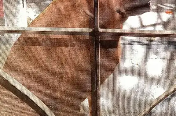 Perdido perro hembra, Profesor Serafin Peña, 4420, Guadalupe, Guadalupe — raza mestiza de 8 años - photo