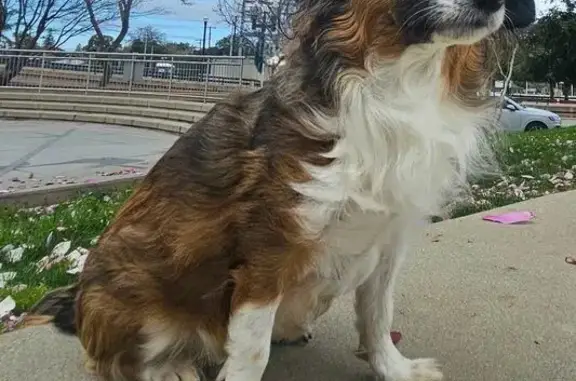 Lost and found pets San Jose, photo: Lost dog, Seven Trees Boulevard, 3967, San Jose - female, shy and scared