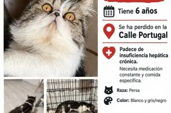 Gato perdido, Las Torres de Co...