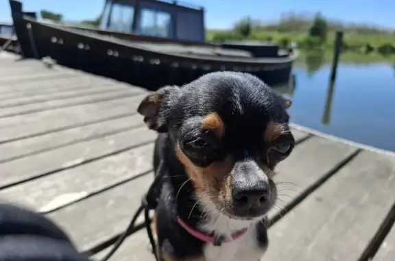 Perro perdido, La Alcudia, Algemesi — chihuahua hembra, negra con patas blancas - photo